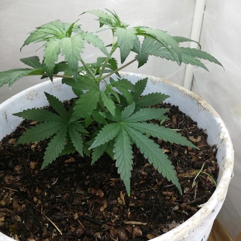 Mark 1 ( Bonsái Samurái )  growlog timeline photo