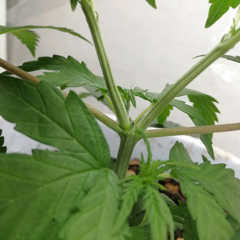 Mark 1 ( Bonsái Samurái )  growlog timeline photo