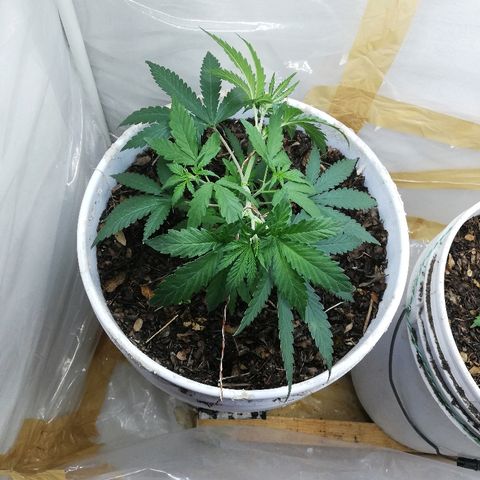 Mark 1 ( Bonsái Samurái )  growlog timeline photo