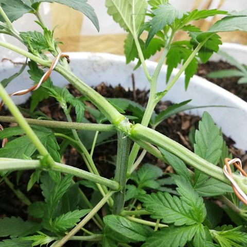Mark 1 ( Bonsái Samurái )  growlog timeline photo