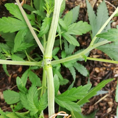 Mark 1 ( Bonsái Samurái )  growlog timeline photo