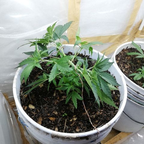 Mark 1 ( Bonsái Samurái )  growlog timeline photo