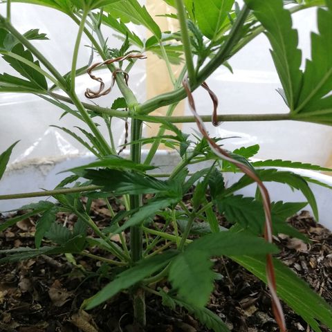 Mark 1 ( Bonsái Samurái )  growlog timeline photo