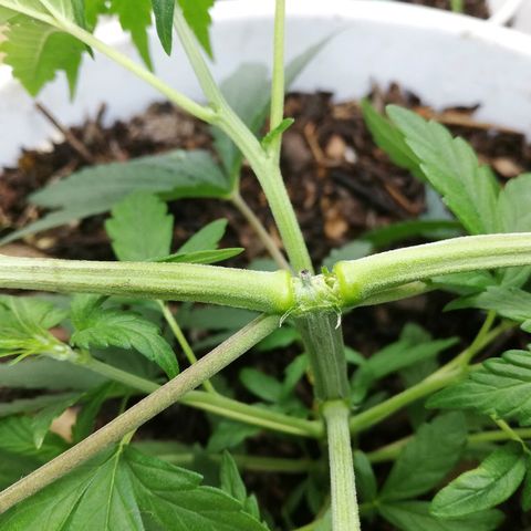 Mark 1 ( Bonsái Samurái )  growlog timeline photo