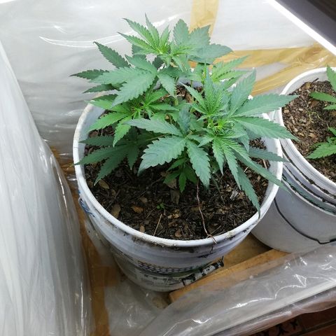 Mark 1 ( Bonsái Samurái )  growlog timeline photo
