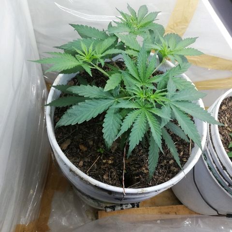 Mark 1 ( Bonsái Samurái )  growlog timeline photo
