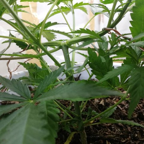 Mark 1 ( Bonsái Samurái )  growlog timeline photo
