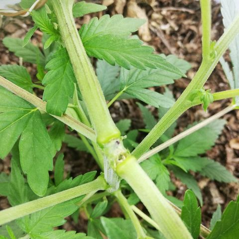 Mark 1 ( Bonsái Samurái )  growlog timeline photo