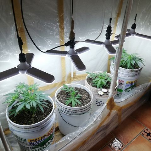Mark 1 ( Bonsái Samurái )  growlog timeline photo