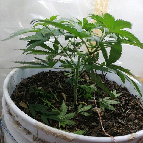 Mark 1 ( Bonsái Samurái )  growlog timeline photo