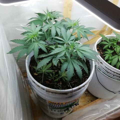 Mark 1 ( Bonsái Samurái )  growlog timeline photo