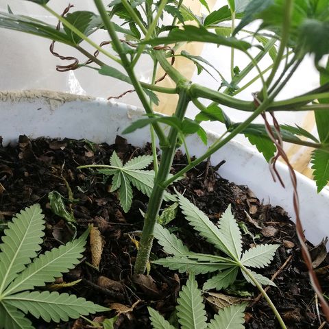 Mark 1 ( Bonsái Samurái )  growlog timeline photo