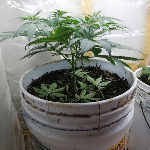 Mark 1 ( Bonsái Samurái )  growlog timeline photo