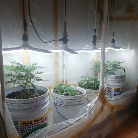 Mark 1 ( Bonsái Samurái )  growlog timeline photo