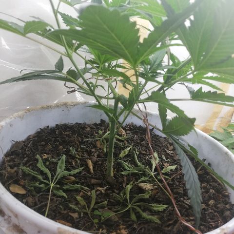 Mark 1 ( Bonsái Samurái )  growlog timeline photo