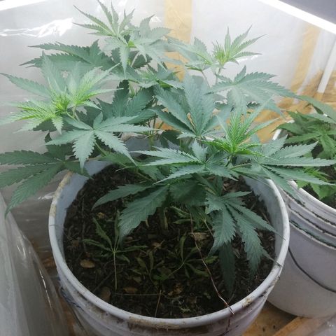 Mark 1 ( Bonsái Samurái )  growlog timeline photo