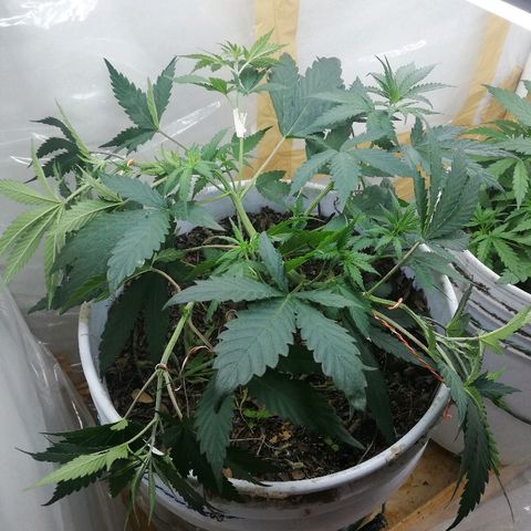 Mark 1 ( Bonsái Samurái )  growlog timeline photo