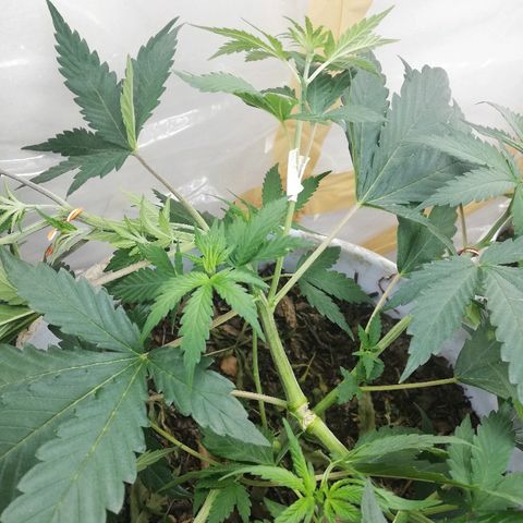 Mark 1 ( Bonsái Samurái )  growlog timeline photo