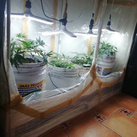Mark 1 ( Bonsái Samurái )  growlog timeline photo