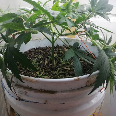 Mark 1 ( Bonsái Samurái )  growlog timeline photo