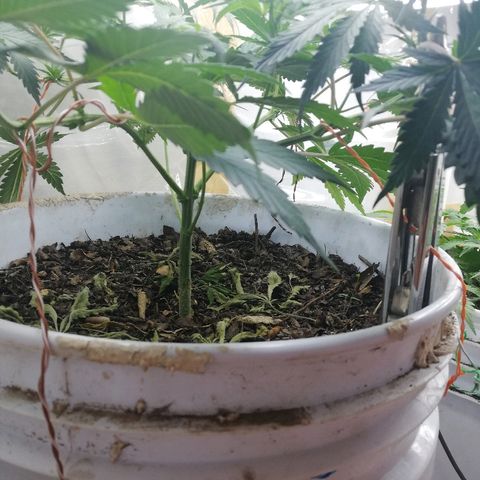 Mark 1 ( Bonsái Samurái )  growlog timeline photo