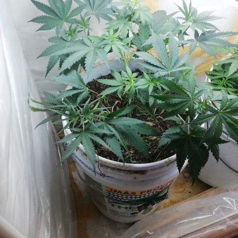 Mark 1 ( Bonsái Samurái )  growlog timeline photo