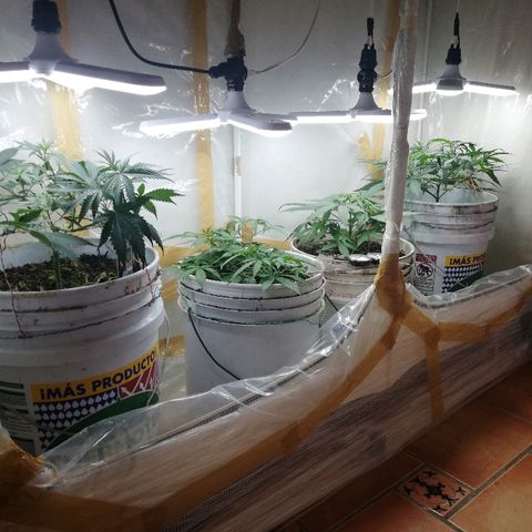 Mark 1 ( Bonsái Samurái )  growlog timeline photo