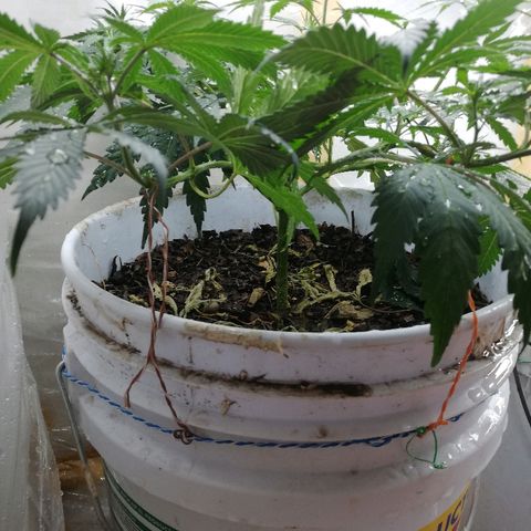 Mark 1 ( Bonsái Samurái )  growlog timeline photo