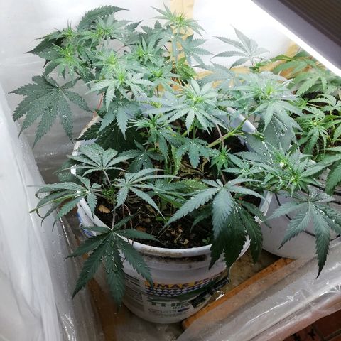 Mark 1 ( Bonsái Samurái )  growlog timeline photo