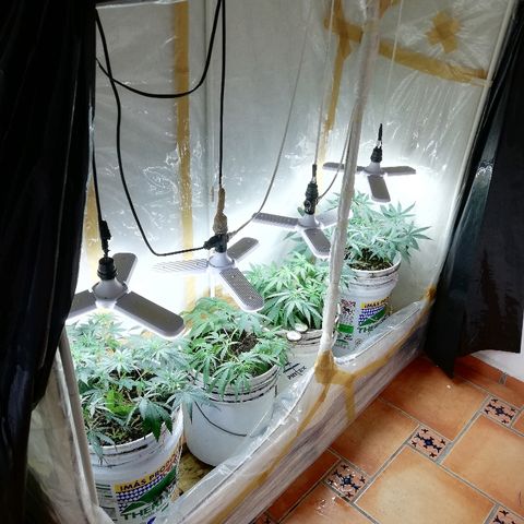 Mark 1 ( Bonsái Samurái )  growlog timeline photo