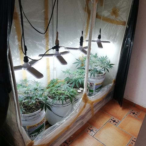 Mark 1 ( Bonsái Samurái )  growlog timeline photo