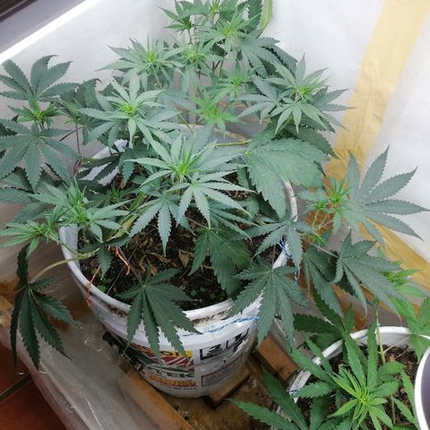Mark 1 ( Bonsái Samurái )  growlog timeline photo
