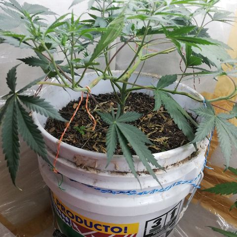 Mark 1 ( Bonsái Samurái )  growlog timeline photo