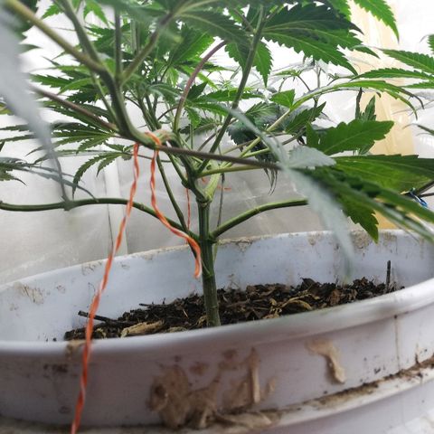 Mark 1 ( Bonsái Samurái )  growlog timeline photo