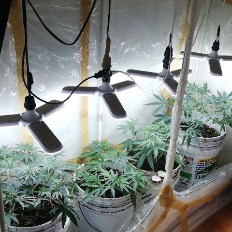 Mark 1 ( Bonsái Samurái )  growlog timeline photo