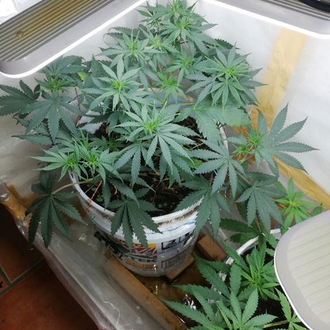 Mark 1 ( Bonsái Samurái )  growlog timeline photo