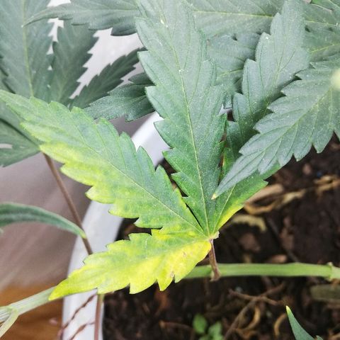 Mark 1 ( Bonsái Samurái )  growlog timeline photo