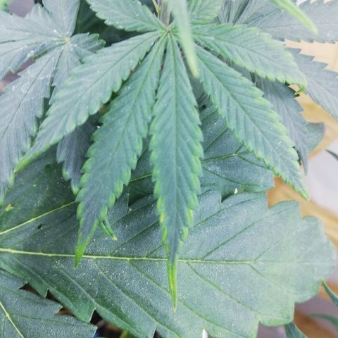 Mark 1 ( Bonsái Samurái )  growlog timeline photo