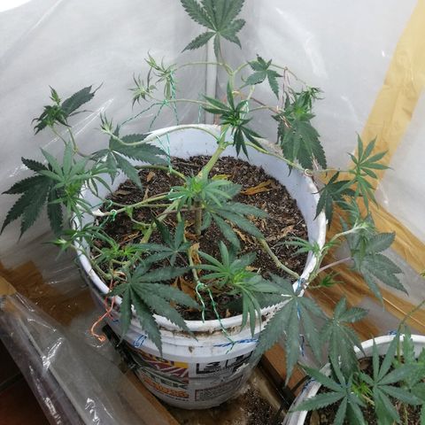 Mark 1 ( Bonsái Samurái )  growlog timeline photo