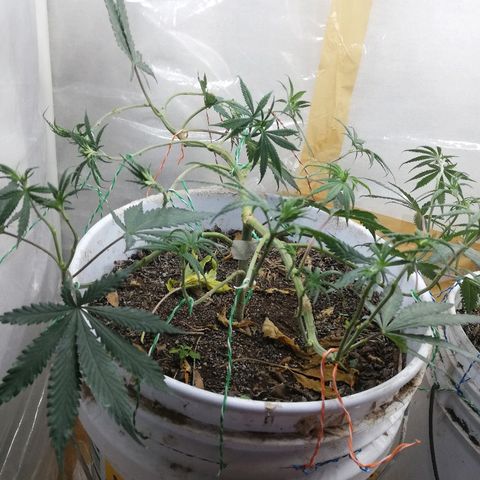 Mark 1 ( Bonsái Samurái )  growlog timeline photo