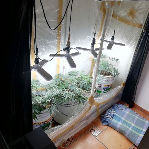 Mark 1 ( Bonsái Samurái )  growlog timeline photo