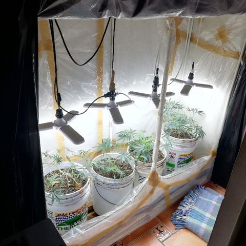 Mark 1 ( Bonsái Samurái )  growlog timeline photo