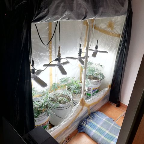 Mark 1 ( Bonsái Samurái )  growlog timeline photo