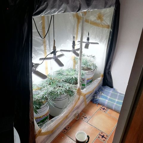 Mark 1 ( Bonsái Samurái )  growlog timeline photo