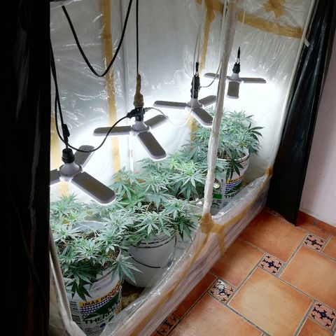 Mark 1 ( Bonsái Samurái )  growlog timeline photo