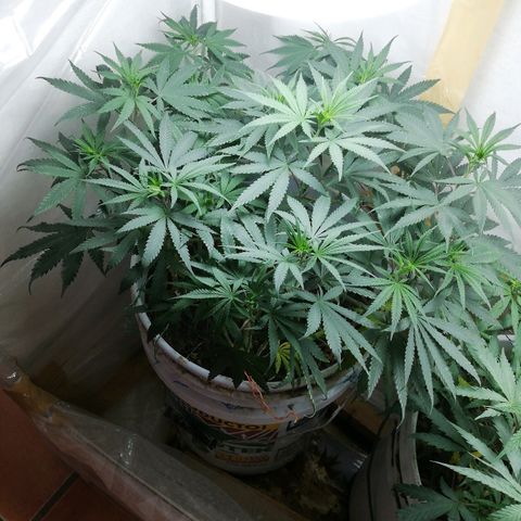 Mark 1 ( Bonsái Samurái )  growlog timeline photo