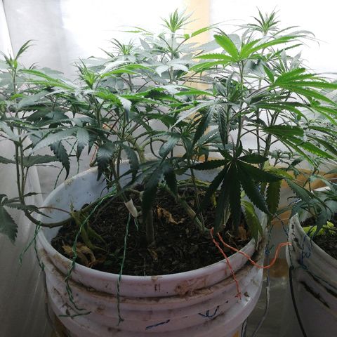 Mark 1 ( Bonsái Samurái )  growlog timeline photo