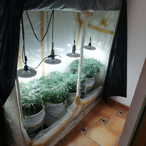 Mark 1 ( Bonsái Samurái )  growlog timeline photo