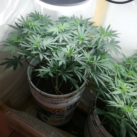 Mark 1 ( Bonsái Samurái )  growlog timeline photo