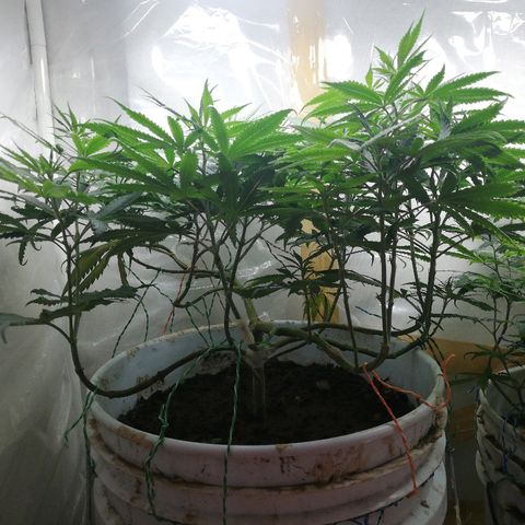Mark 1 ( Bonsái Samurái )  growlog timeline photo